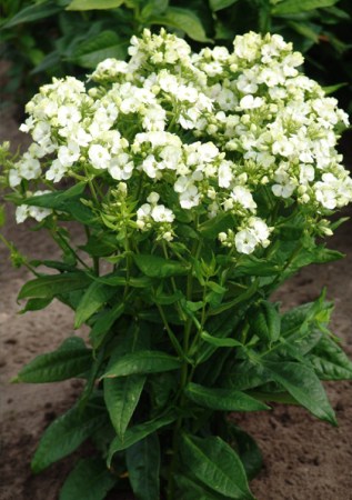 PHLOX paniculata Jade